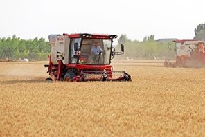 Stagione di raccolta, la Cina compie sforzi per garantire la sicurezza alimentare