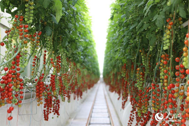 I pomodori a grappolo del Runtai Intelligent Agricultural Park. (Ebu Layi/Quotidiano del Popolo Online)