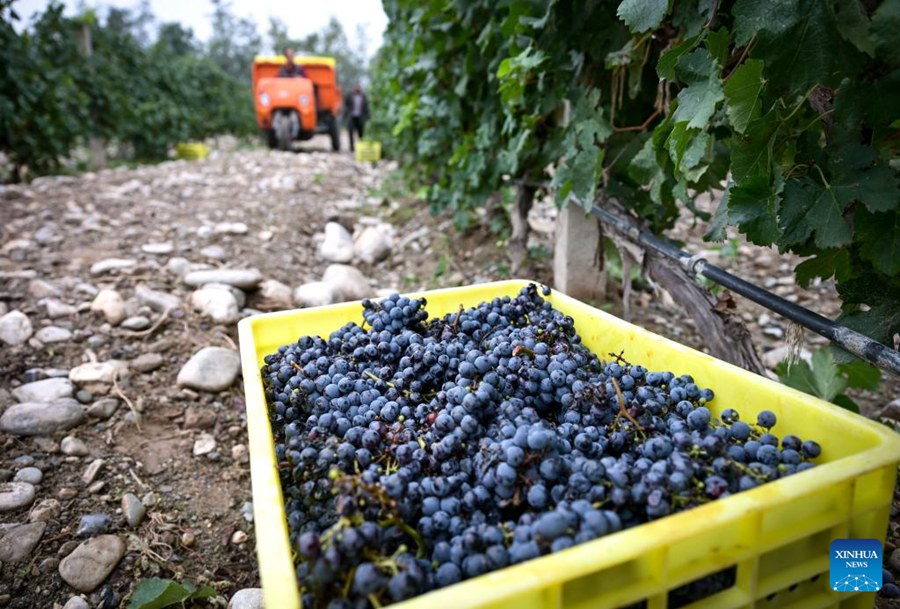 Versante orientale del Monte Helan entra nella stagione di raccolta dell'uva da vino