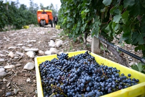 Versante orientale del Monte Helan entra nella stagione di raccolta dell'uva da vino